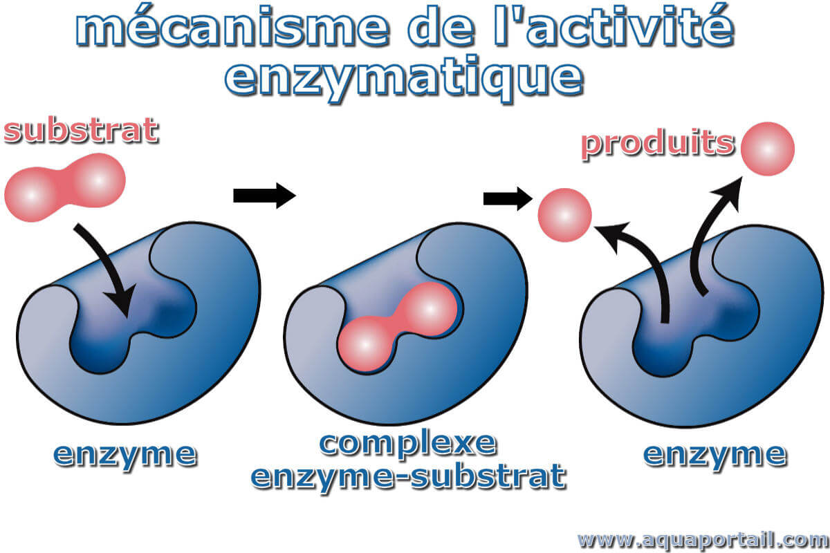 découvrez le rôle essentiel des catalyseurs dans les réactions chimiques. apprenez comment ils accélèrent les processus sans se consommer, augmentant ainsi l'efficacité des transformations chimiques dans divers domaines, y compris la chimie industrielle et l'environnement.